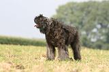BOUVIER DES FLANDRES 378